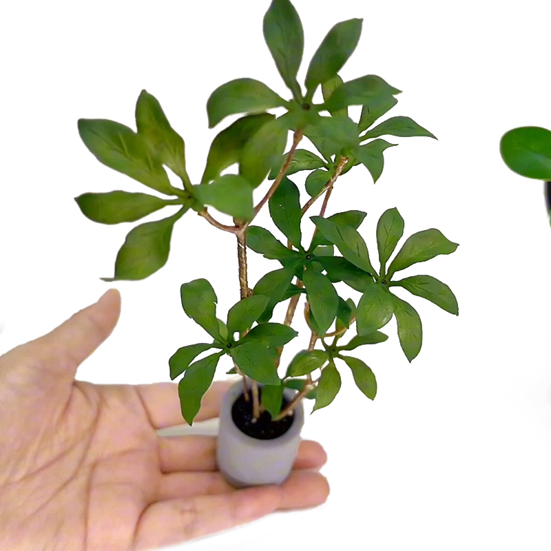Bonsai Garden For Home - Plantes miniatures en pot pour bonsaï,