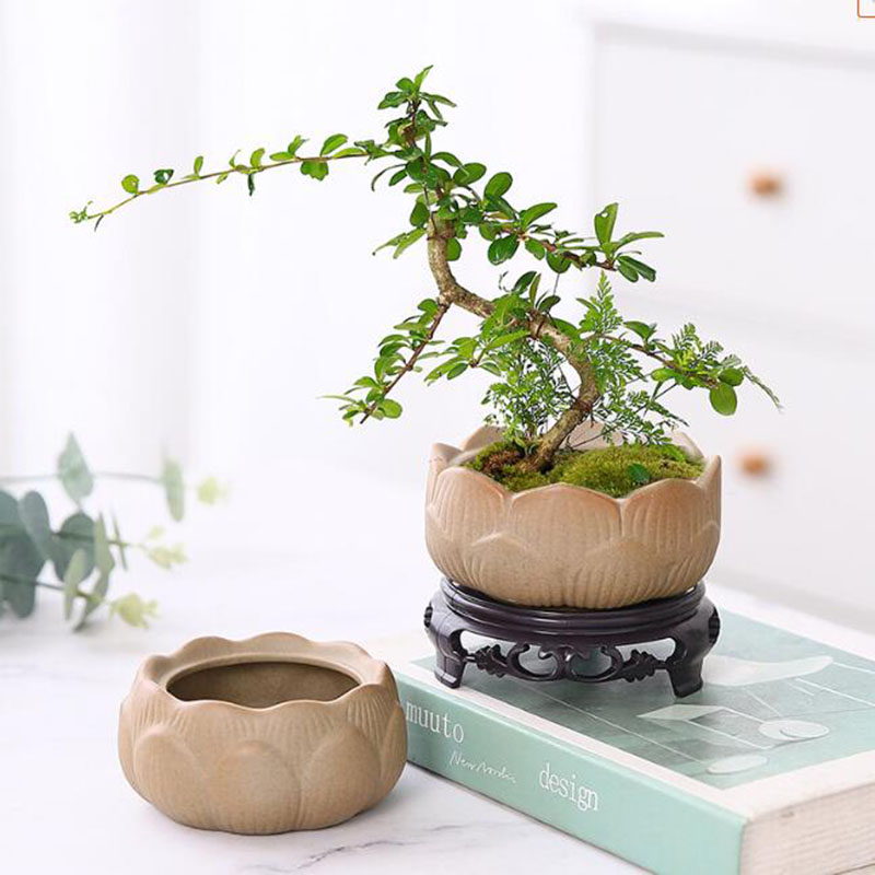 Bonsai Garden Art - Pot de Plante Verte Annie en
