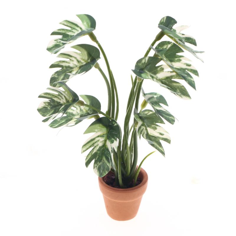Bonsai Gardenia - Nouveau. 1 pièce. Plante verte Monstera