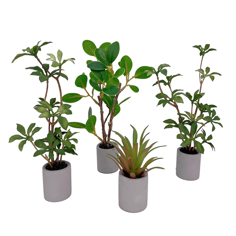 Plantes miniatures en pot pour - Bonsai Garden For Home avis et prix