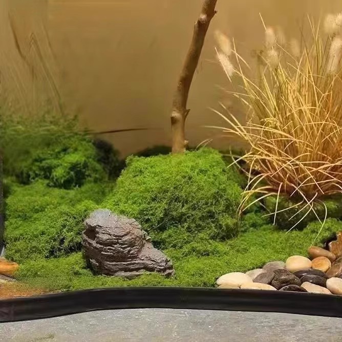 200g de mousse éternelle pour  - Bonsai Garden For Home avis et prix