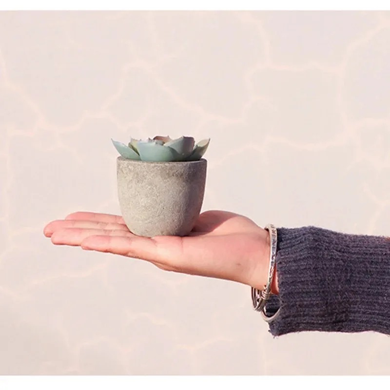 Mini plantes artificielles à l - Bonsai Garden Sushi avis et prix