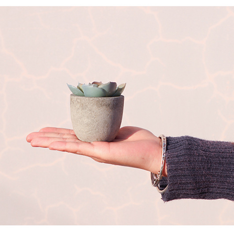Mini plantes artificielles à l - Bonsai Garden Sushi avis et prix