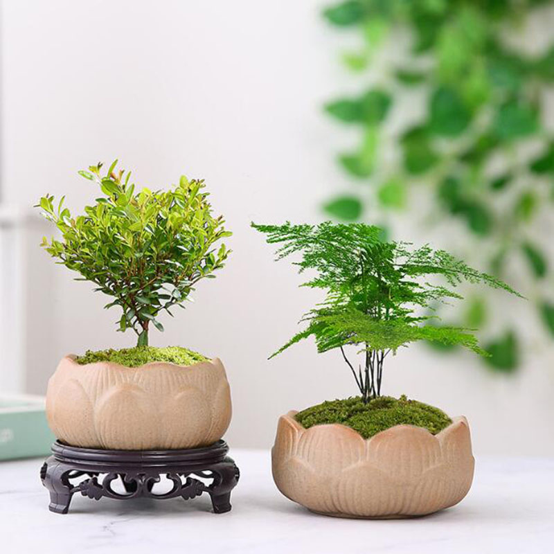 Pot de Plante Verte Annie en P - Bonsai Garden Art avis et prix