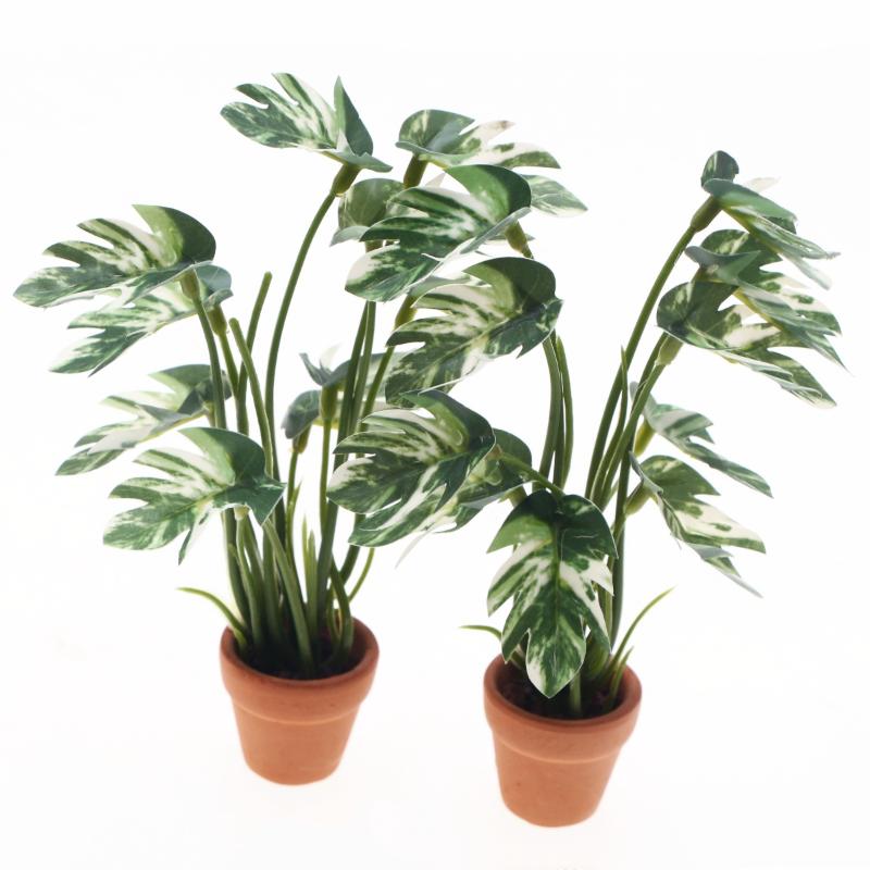 Nouveau. 1 pièce. Plante verte - Bonsai Gardenia avis et prix