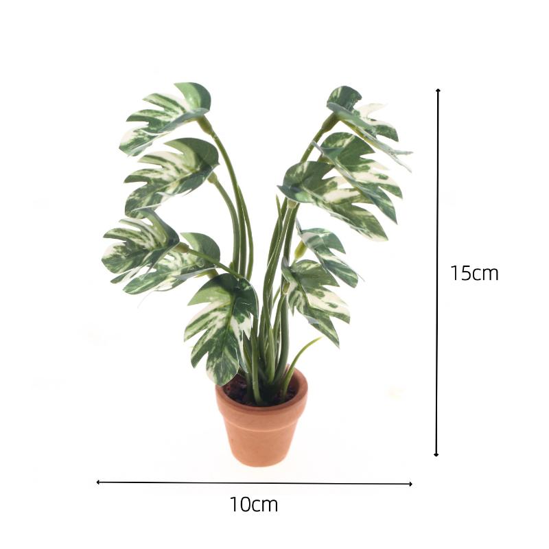 Nouveau. 1 pièce. Plante verte - Bonsai Gardenia avis et prix