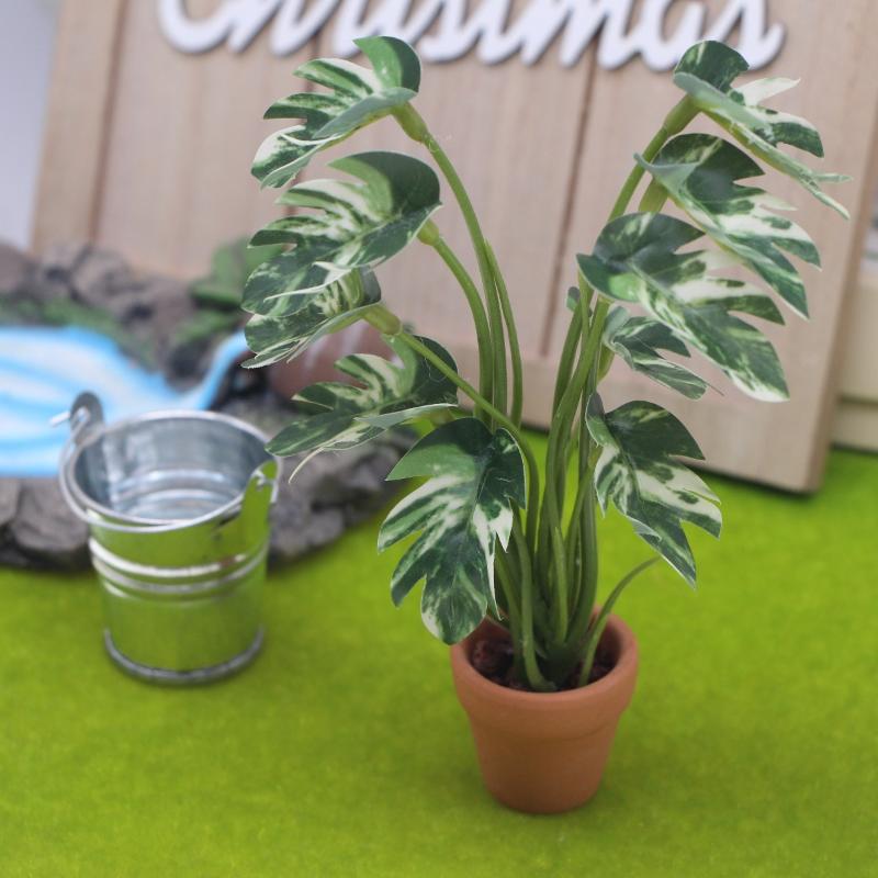 Nouveau. 1 pièce. Plante verte - Bonsai Gardenia avis et prix