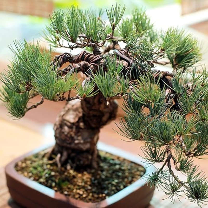 Fil de bonsaï en aluminium noi - Bonsai Garden Art avis et prix